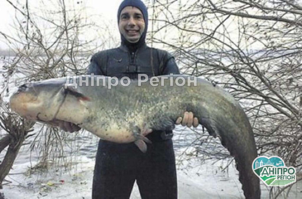 В Днепре запечатлели редких сомов: такое не часто увидишь Днепр перепугали сомы-людоеды весом 120-160 кг (Фото)