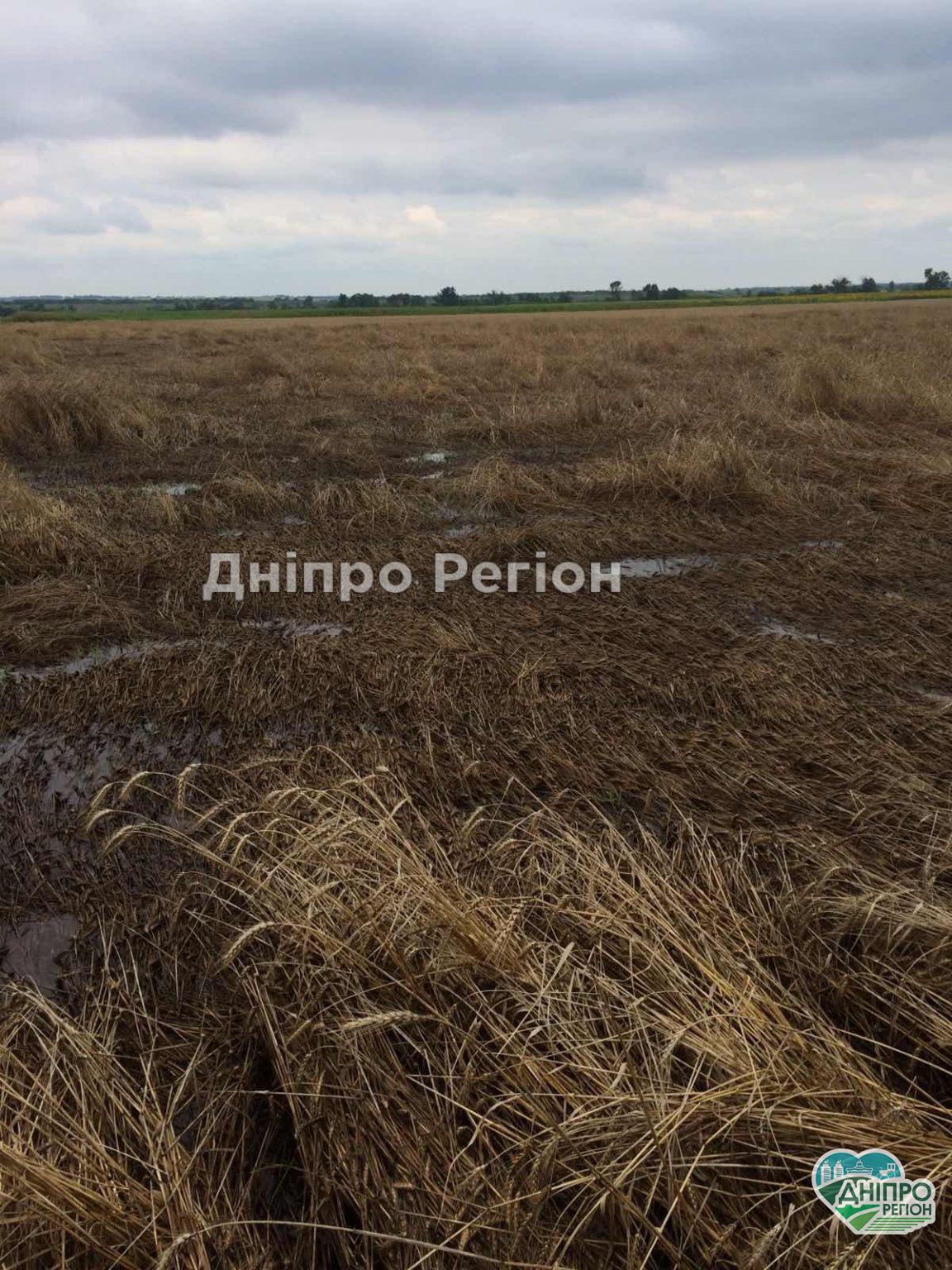 Фермери рахують збитки: на Дніпропетровщині ливні знищили весь урожай (Фото, Відео) Загинуло все: до фермерів Дніпропетровщини прийшли біда (Фото, Відео)