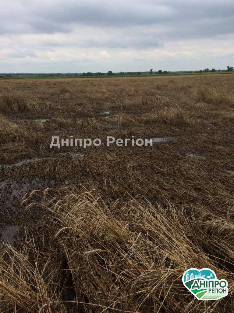 Загинуло все: до фермерів Дніпропетровщини прийшли біда (Фото, Відео)