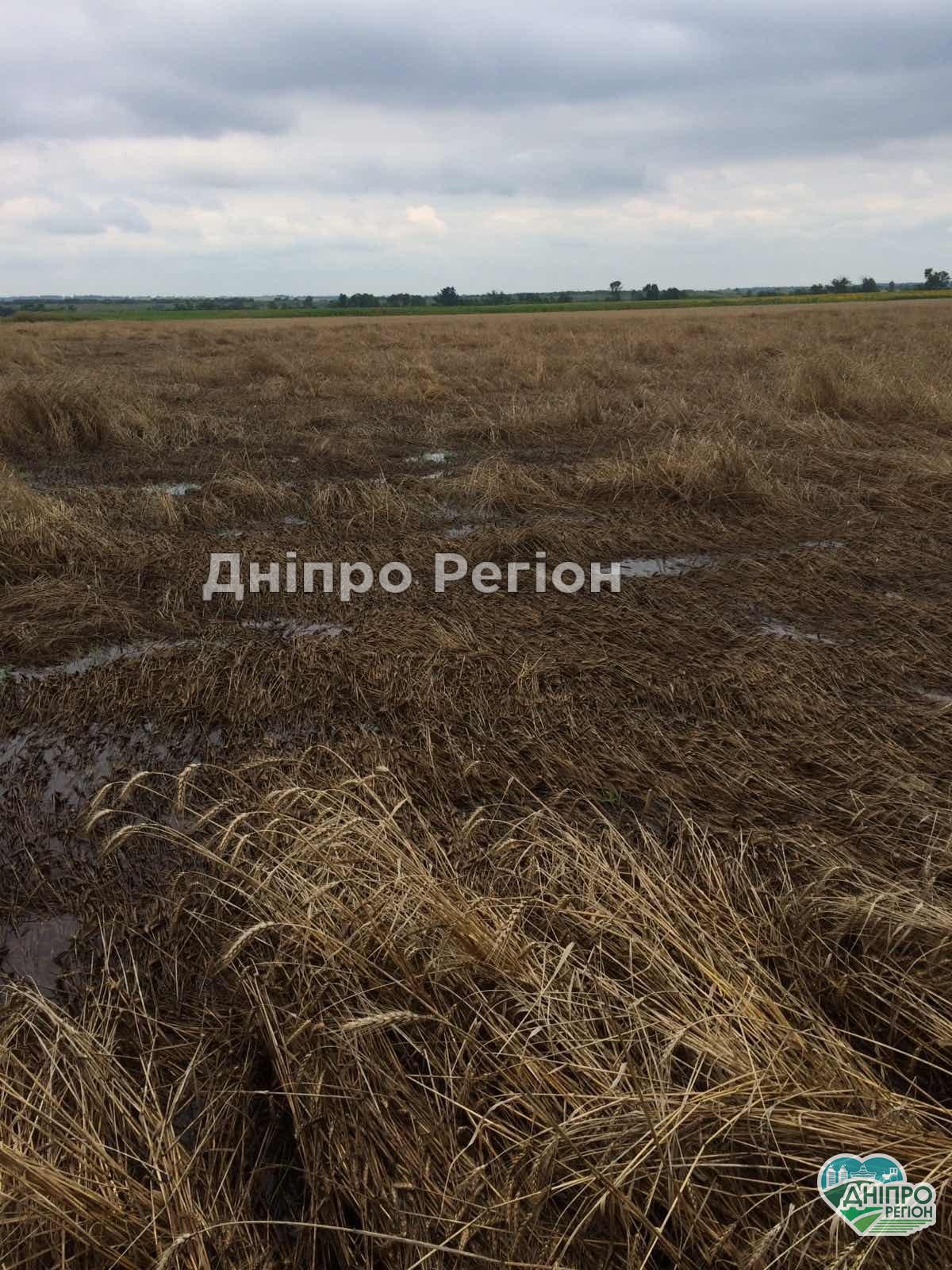 Загинуло все: до фермерів Дніпропетровщини прийшли біда (Фото, Відео)