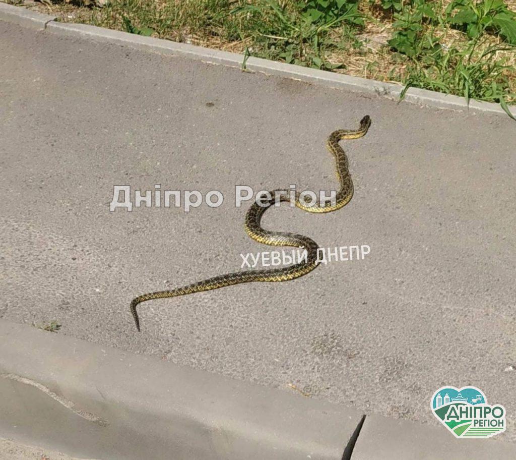 В Днепре на Тополе на пешеходном переходе запечатлели змею