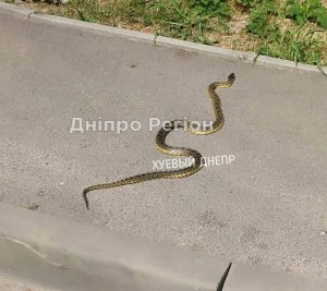 В Днепре на Тополе на пешеходном переходе запечатлели змею