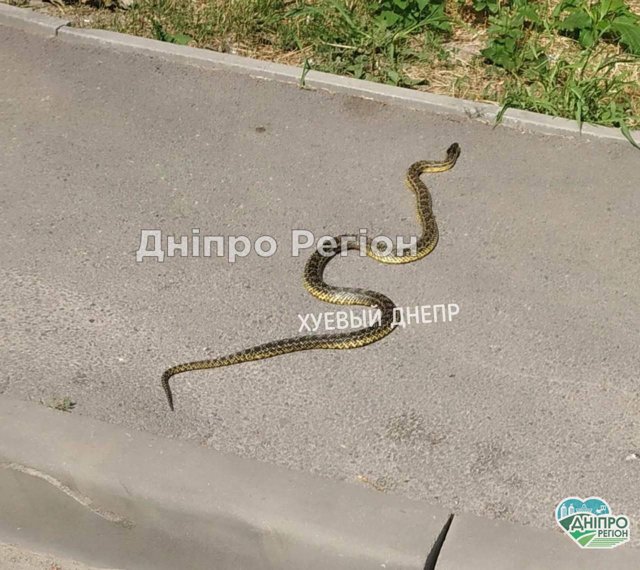 В Днепре на Тополе на пешеходном переходе запечатлели змею