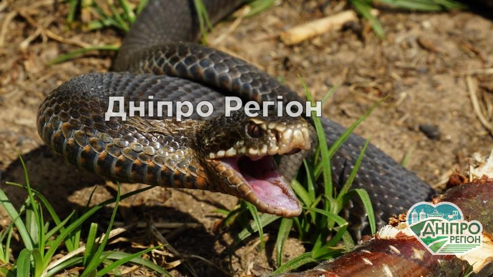 Людей атакують змії: у Дніпрі метрова змія заповзла у двір по вул. Дружинників