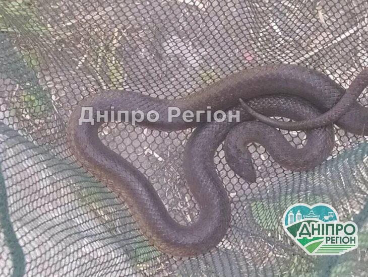 Под Днепром с навеса над входной дверью свалилась огромная змея Под Днепром с навеса над входной дверью свалилась огромная змея