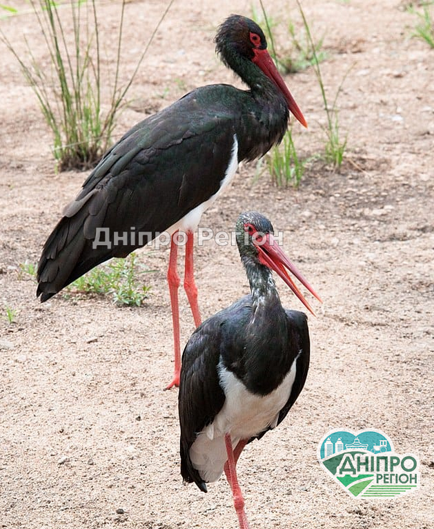 На Дніпропетровщині з’явились чорні лелеки, яких ніхто і ніколи не спостерігав у нашому регіоні (Фото) На Дніпропетровщині з'явитись чорні лелеки, яких ніхто і ніколи не спостерігав в нашому регіоні (Фото)