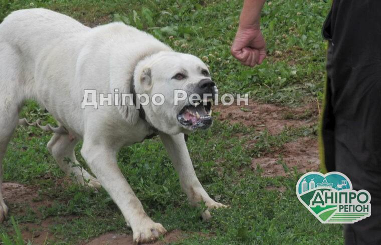 На Дніпропетровщині 2 алабаї вбили собаку та нападають на дітей Постраждалих багато: на Дніпропетровщині 2 алабаї роками на вулиці загризають дітей та собак