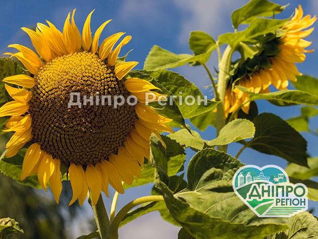 Урожайність соняшника на Дніпропетровщині гірша, ніж торік: нижча олійність і вихід насіння Соняшники під загрозою: на Дніпропетровщині грибні хвороби уразили посіви