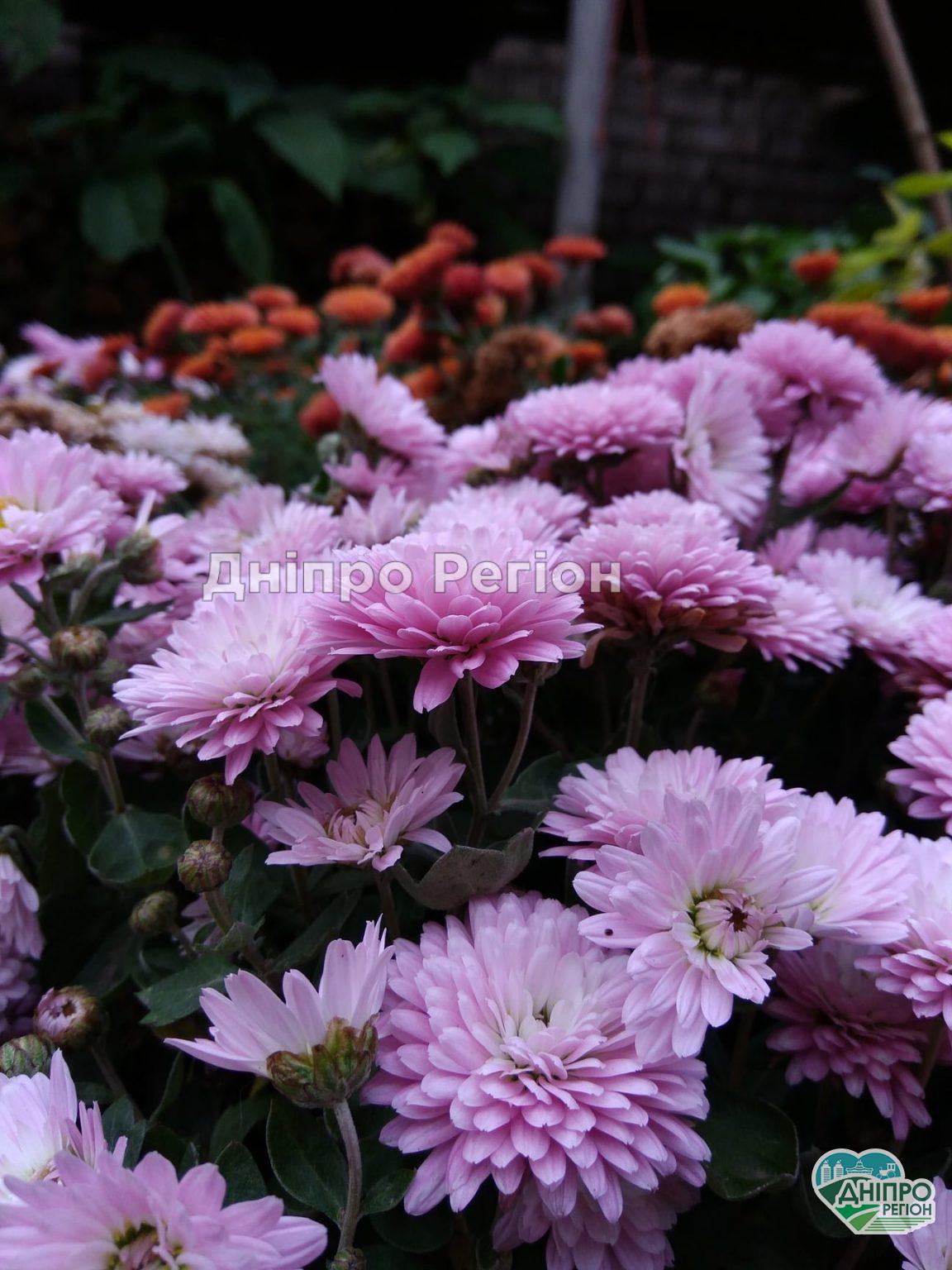 У Дніпрі ботсад ДНУ запрошує на цікаві екскурсії та продаж кімнатних і вуличних рослин У Дніпрі ботсад ДНУ запрошує на цікаві екскурсії та продаж кімнатних і вуличних рослин