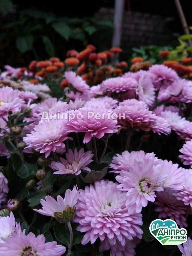 У Дніпрі ботсад ДНУ запрошує на цікаві екскурсії та продаж кімнатних і вуличних рослин У Дніпрі ботсад ДНУ запрошує на цікаві екскурсії та продаж кімнатних і вуличних рослин