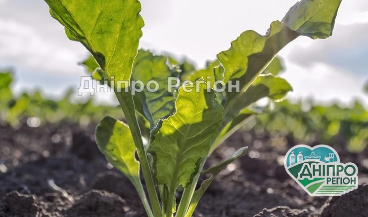 Які області можуть залишитись без цукрового буряку: де найбільше проявились хвороби Які області можуть залишитись без цукрового буряку: де найбільше проявились хвороби