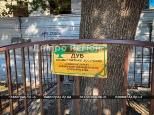 На Днепропетровщине нашли величественный дуб, которому 200 лет