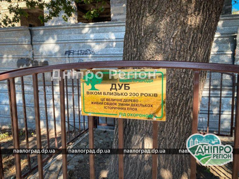 На Днепропетровщине нашли величественный дуб, которому 200 лет