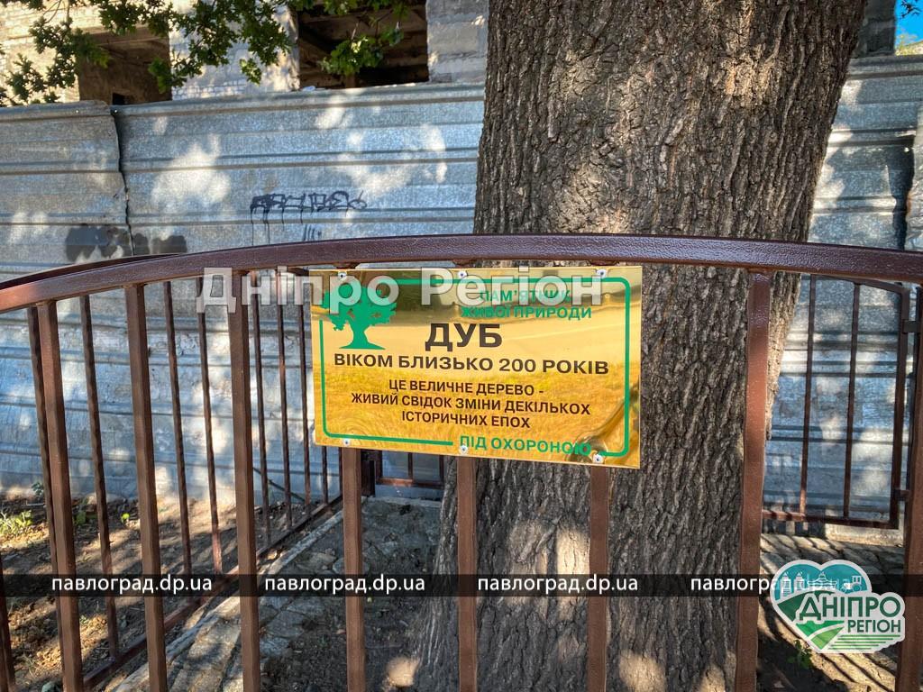 На Днепропетровщине нашли величественный дуб, которому 200 лет На Днепропетровщине нашли величественный дуб, которому 200 лет