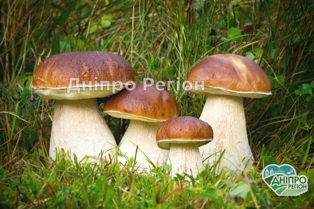 Будьте обережі: на Новомосковщині люди можуть загинути під час збирання грибів На Новомосковщині люди можуть загинути під час збирання грибів