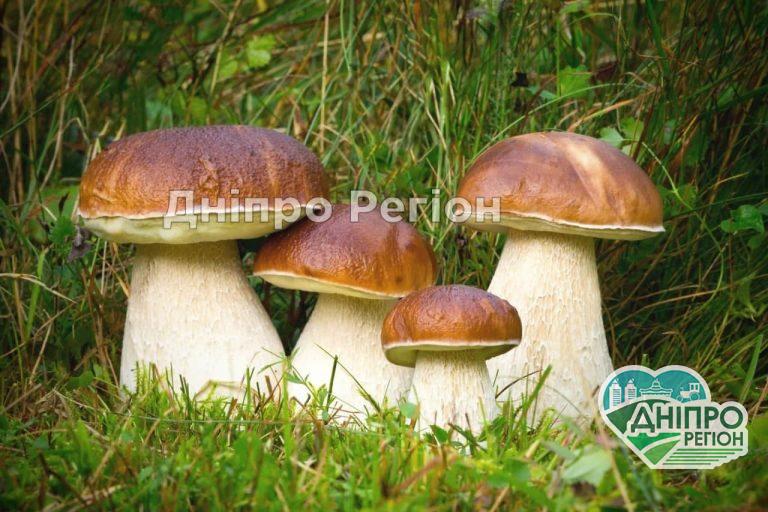 На Новомосковщині люди можуть загинути під час збирання грибів