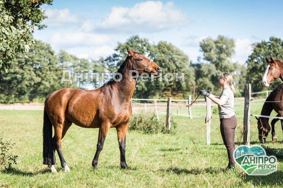 У Дніпрі просять взяти коня зі спортивної школи, аби його не забрали на м`ясо (Фото) У Дніпрі просять взяти коня зі спортивної школи, аби його не забрали на м`ясо (Фото)