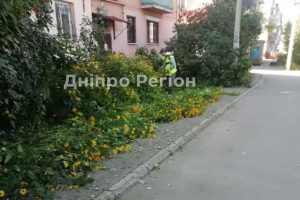 У Дніпрі комунальники косаркою знищили квіти на клумбі (Фото)