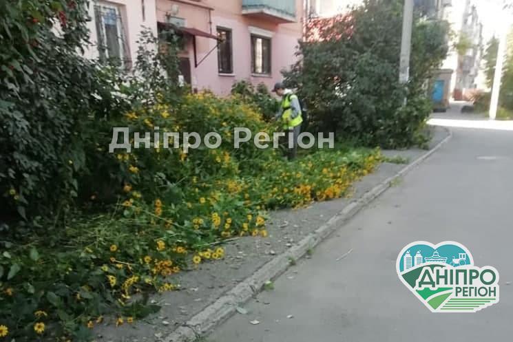 У Дніпрі комунальники косаркою знищили квіти на клумбі (Фото) У Дніпрі комунальники косаркою знищили квіти на клумбі (Фото)
