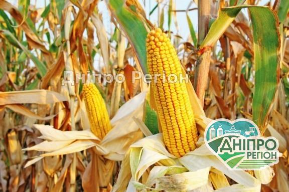 На Дніпропетровщині посіви кукурудзи пошкодив стебловий метелик