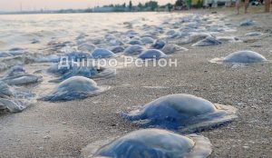 Нашествие медуз в Азовском море: глава Запорожской области собирается судиться с Россией (ВИДЕО)