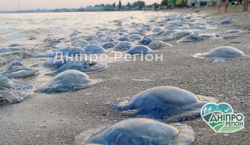 Нашествие медуз в Азовском море: глава Запорожской области собирается судиться с Россией (ВИДЕО)