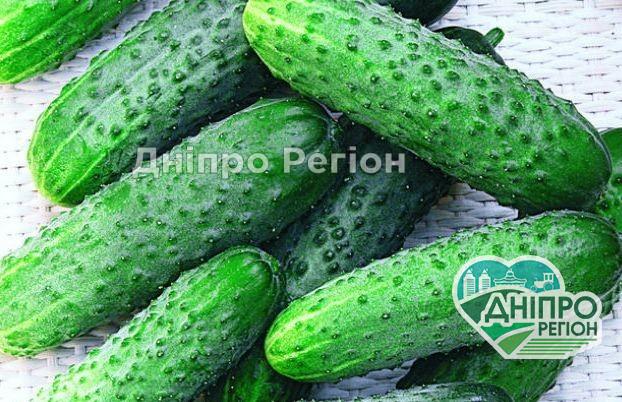 В Дніпрі різко подешевшали огірки В Дніпрі різко подешевшали огірки