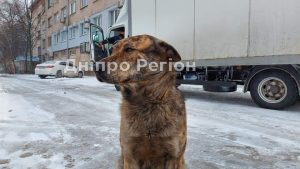 У Новомосковську хочуть поставити пам`ятник бездомній cобаці Гриші