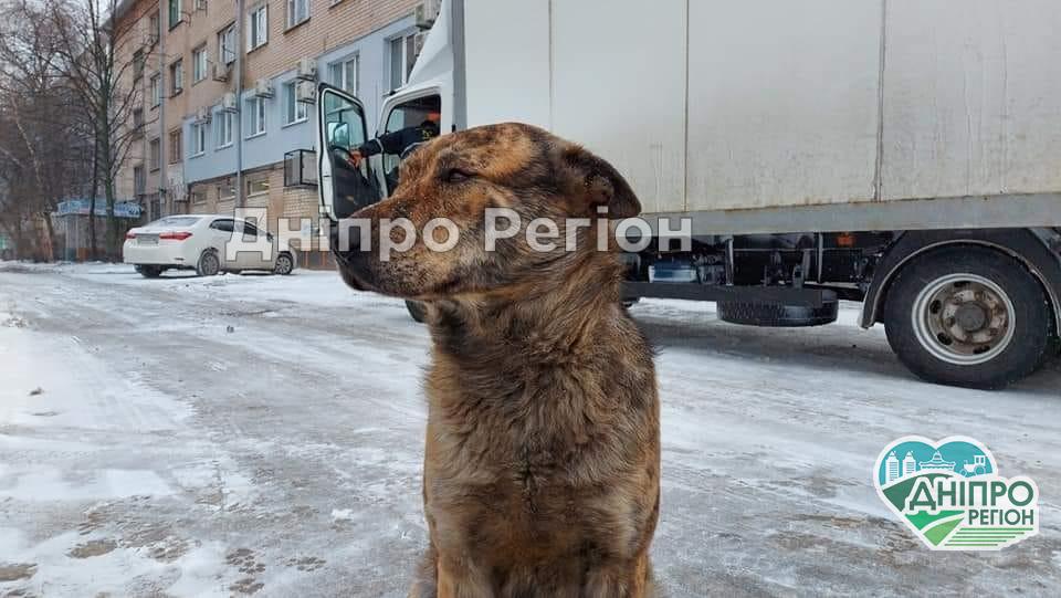 У Новомосковську хочуть поставити пам`ятник бездомній cобаці Гриші У Новомосковську хочуть поставити пам`ятник бездомній cобаці Гриші