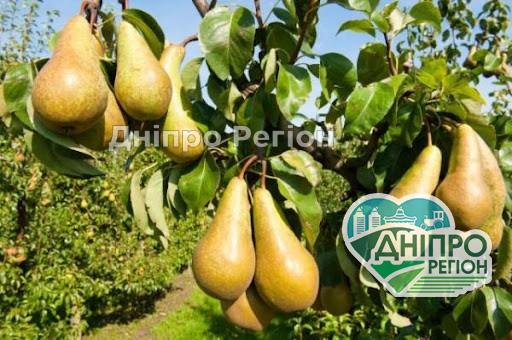 У Дніпрі продають груші за рекордними цінами