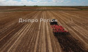 Названо області-лідери за площами посівів озимого ріпаку: на якому місці Дніпропетровщина