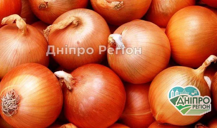Фермери випробовують нові гібриди цибулі Фермери випробовують нові гібриди цибулі