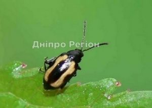 Шкідники ріпаку заселяють більше половини посівів на Дніпропетровщині