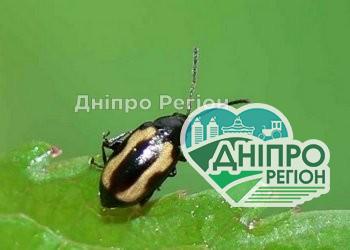Шкідники ріпаку заселяють більше половини посівів на Дніпропетровщині Шкідники ріпаку заселяють більше половини посівів на Дніпропетровщині