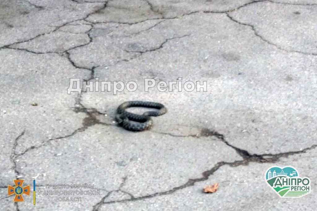 На Дніпропетровщині велика змія приповзла до людей