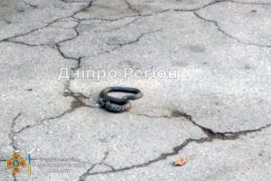 На Дніпропетровщині велика змія приповзла до людей