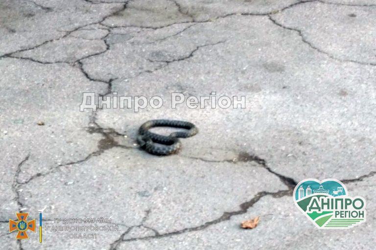 На Дніпропетровщині велика змія приповзла до людей