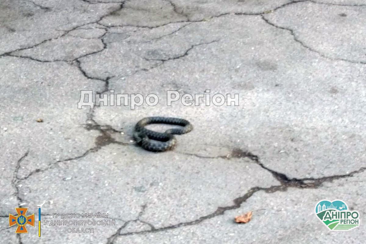 На Дніпропетровщині велика змія приповзла до людей