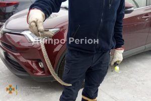 Налякала людей: у Дніпрі з легкового автомобіля виловили змію (Фото)