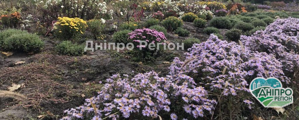 Рожеві, помаранчеві, фіолетові. Де у Дніпрі буйним цвітом квітнуть айстри і хризантеми У Дніпрі найближчими днями похолодає: до чого готуватись