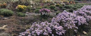 Рожеві, помаранчеві, фіолетові. Де у Дніпрі буйним цвітом квітнуть айстри і хризантеми