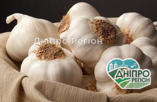 У Дніпрі часник цьогоріч буде в дефіциті та подорожчає майже в 2 рази У Дніпрі часник цьогоріч буде в дефіциті та подорожчає майже в 2 рази