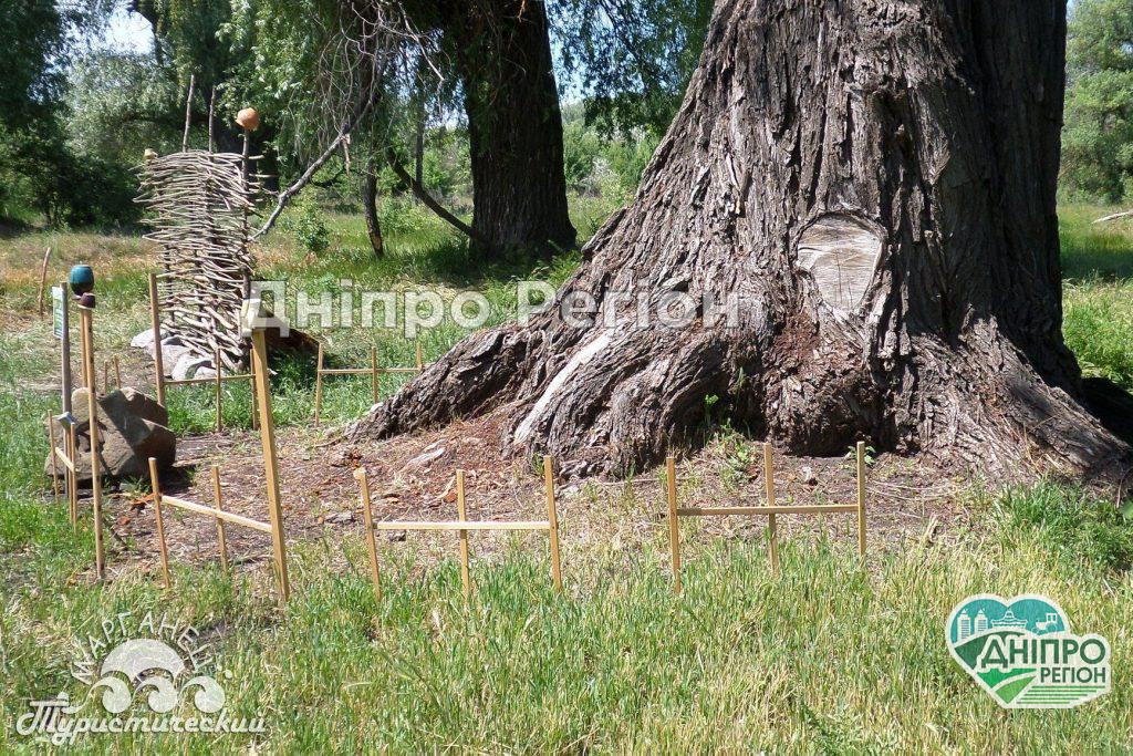 На Дніпропетровщині росте стара верба: люди вірять в її чудодійну силу (Фото)