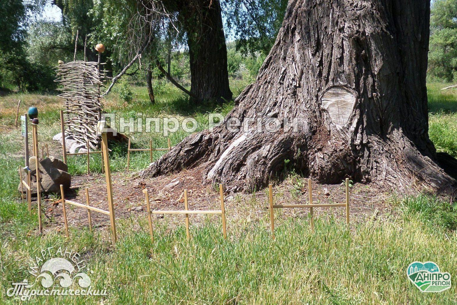 На Дніпропетровщині росте стара верба: люди вірять в її чудодійну силу (Фото) На Дніпропетровщині росте стара верба: люди вірять в її чудодійну силу (Фото)