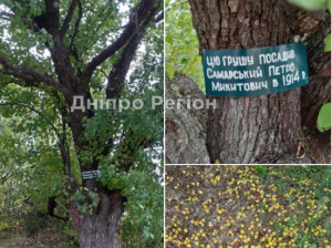 На Дніпропетровщині розповіли про родинну грушу, якій 107 років (Фото)