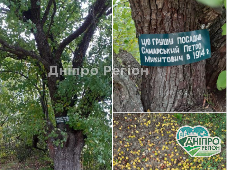 На Дніпропетровщині розповіли про родинну грушу, якій 107 років (Фото) Дякують покоління: на Дніпропетровщині плодоносить груша, якій 107 років (Фото)