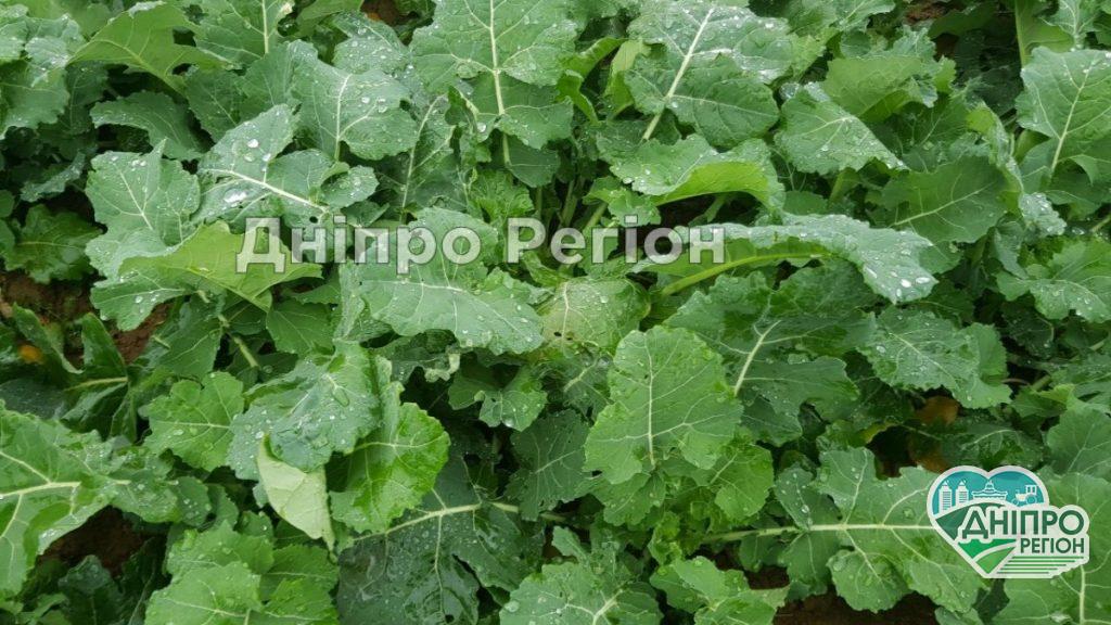 На Дніпропетровщині посіви озимого ріпаку під загрозою: масово заселяють шкідники На Дніпропетровщині посіви озимого ріпаку під загрозою: масово заселяють шкідники