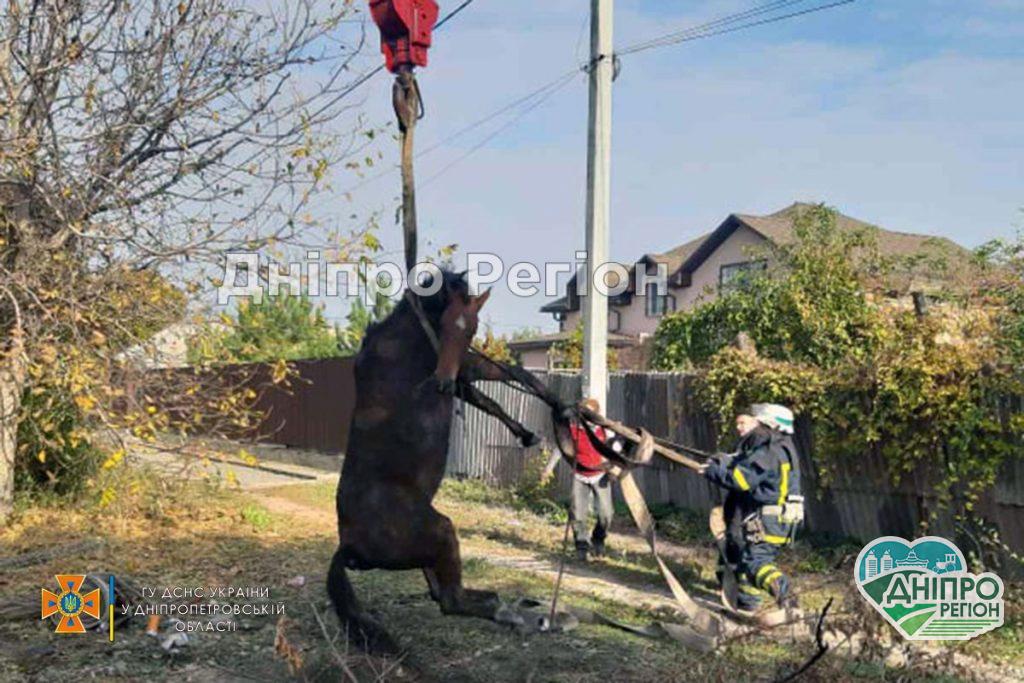 Вивільнити коня з пастки: на Дніпропетровщині провели спецоперацію (Фото)