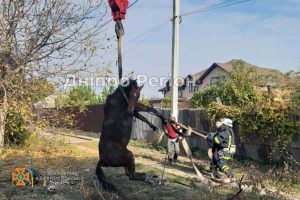 Вивільнити коня з пастки: на Дніпропетровщині провели спецоперацію (Фото)