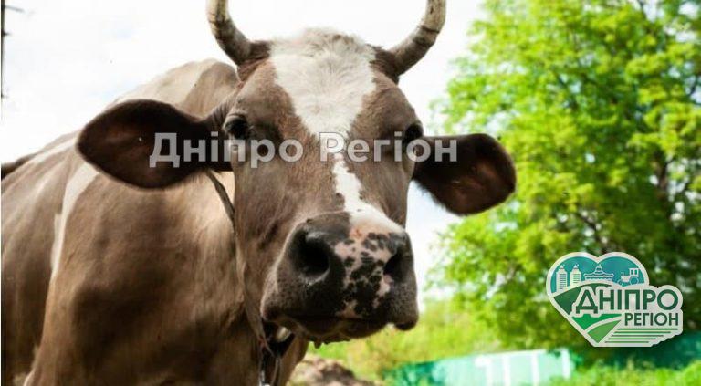 На Дніпропетровщині закривається остання молочнотоварна ферма